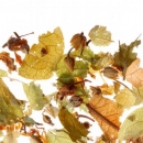 Фото Травяной чай из липы и ее соцветий Althaus Japanese Linden (вакуумная упаковка 75 гр.)