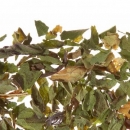 Фото Травяной чай моно смесь баварской мяты Althaus Bavarian Mint (вакуумная упаковка 75 гр.)